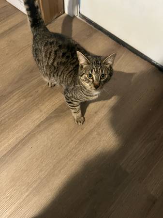 Great free boy cat 1