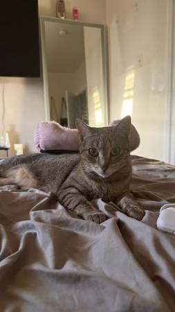 Looking for a cat (Audubon)539985244041390083