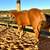 Haflinger/Qh cross 2yr old filly 1 thumbnail