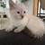 9 week old kittens 3 thumbnail