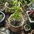 Plants 2 thumbnail
