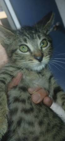 Loveable kitten (Houston)63859316284545120