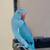 BLUE INDIAN RINGNECK 1 thumbnail