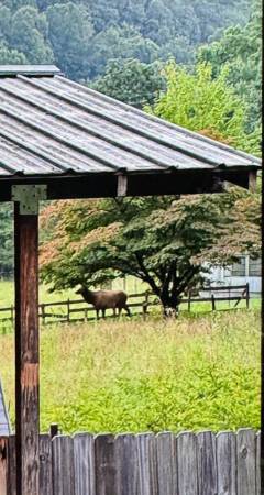 $1,000 / 1br - RV TINY HOME Rent Includes Utilities (Maggie Valley)64029209840641122