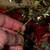 CHRISTMAS Decoration LOT Red Ruby Gold Star Garland Wreath Ornament 7 thumbnail