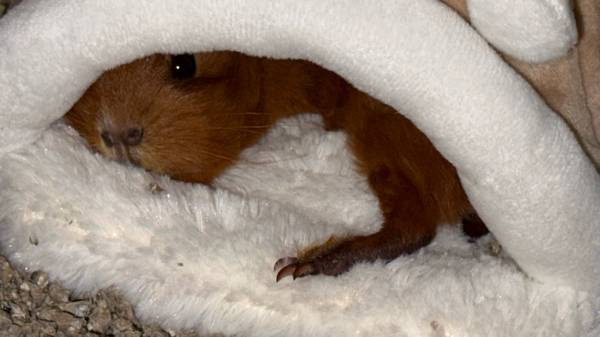 Guinea pig (Stuart)64308033370497120