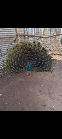 2 Peacocks and 1 Peahens (3 total) 1