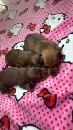 Cachorros de Dachshund63667812861569122
