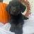 Labradoodle Puppies 3 thumbnail