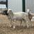 Weaned lambs 10 thumbnail