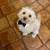 DOG and PUPPY TRAINING * OBEDIENCE & POTTY TRAIN & 🛑UNWANTED HABITS 3 thumbnail