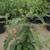 California Pepper Tree 5 thumbnail