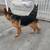 German shepherd 1 thumbnail