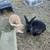 Two neutered male bunnies 1 thumbnail