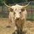 Scottish highland cattle 2 thumbnail