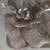 Cats "kittens" $40 rehoming fee, fee is negotiable 3 thumbnail