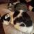 2 Fascinating Female cats for new home 5 thumbnail