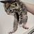 Kitten 1 thumbnail