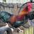Beautiful Roosters for sale 3 thumbnail
