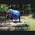 Roan Mare Gorgeous Sweet Gentle Broke for ANY rider 2 thumbnail