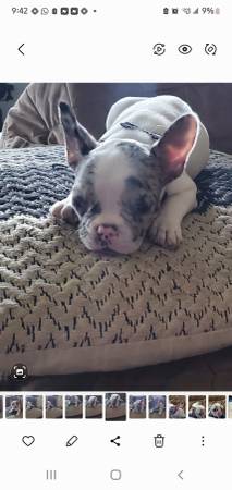 Merle french bulldog (La puente)63656427676545121