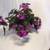 ACHIMENES 'PURPLE KING'-Unusual Houseplant & Stunning Accent 7 thumbnail