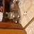 Long haired cat 2 thumbnail