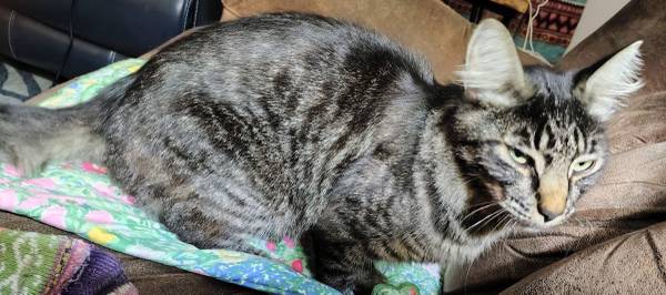 Found gray tabby cat (Molalla / Yoder neighborhood)63839339847041121