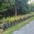 Chestnut Trees and Chestnuts 3 thumbnail