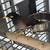 Myna bird with large cage needs a home 1 thumbnail