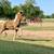 Miniature Horse Pinto Colt 1 thumbnail