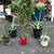 Plants for sale 3 thumbnail