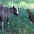 Naturally Raised Icelandic Ewe Lambs 2 thumbnail