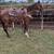 Super broke gelding 10 thumbnail