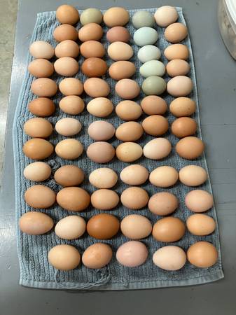 BROWN EGGS 1
