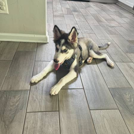 Husky pup $175 (Morrow)63739455578371121