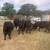 Nice brangus type cows 5 thumbnail