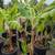 Banana Tree 🍌🍌 11 thumbnail