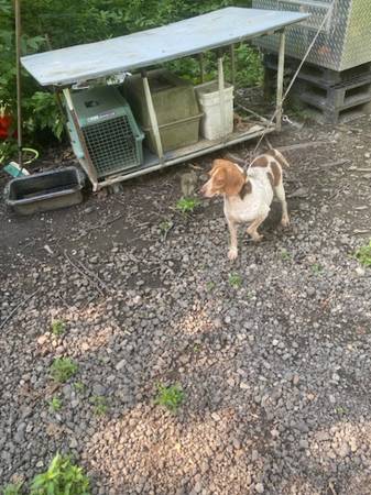 Beagle hembra AKC (Port Huron)63882392338819120