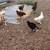 Young Chicks 2 thumbnail