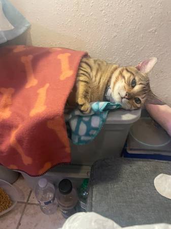 Missing  cat (oakland east)63862000665091120