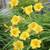 Daylily - Stella de’Oro plants 1 thumbnail
