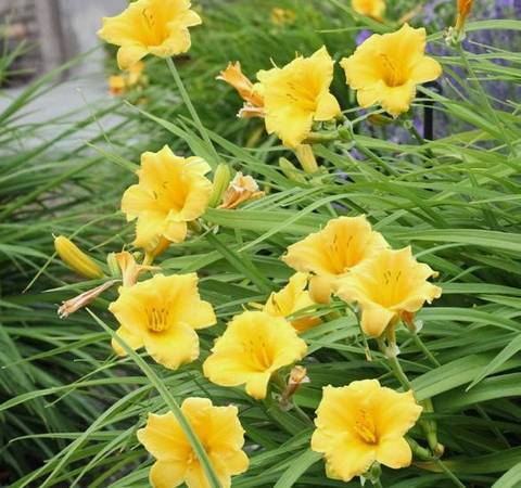 Daylily - Stella de’Oro plants 1