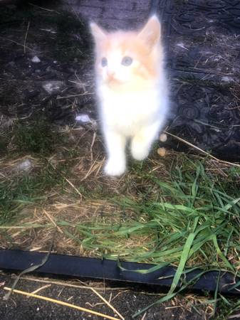 Kittens looking for their new home63885716772609121