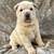Shar pei 1 thumbnail
