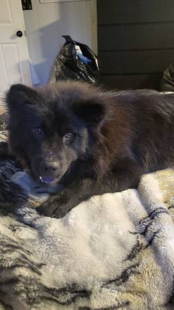 Doberman hembra y chow chow hembra64037622483330121