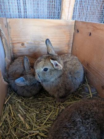 Holland Lop Bunnies 1