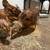 Rhode Island Red Hens 4 thumbnail
