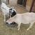 Large dairy goats 2 thumbnail