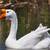 Geese/goose/Ganso 1 thumbnail